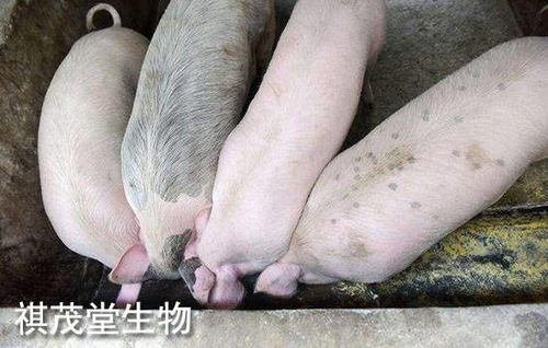 2022年生豬業(yè) 以“三高”開局，以深度調整收尾