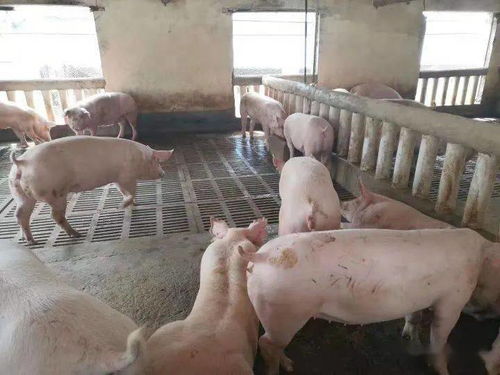 仔豬健壯漲勢強，新鄉大北農產品來幫忙